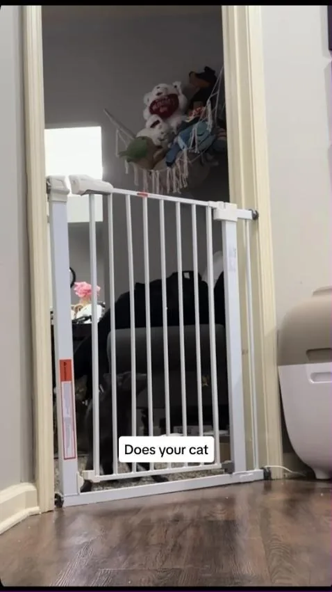 Birdie & Louie Facebook ad example — Cat Food