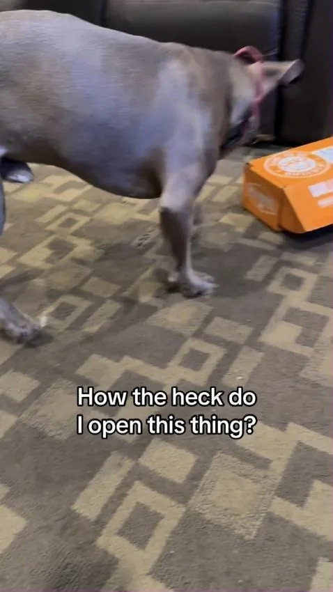 BULLYMAKE Facebook ad example — Durable Chew Toy Subscription