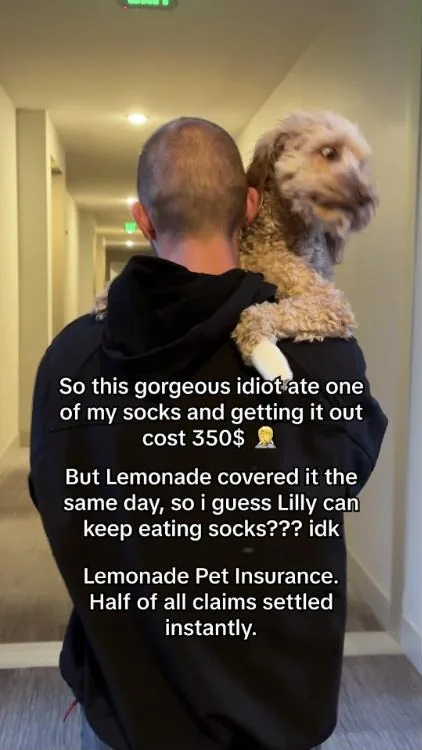 Lemonade Facebook ad example — Pet Insurance