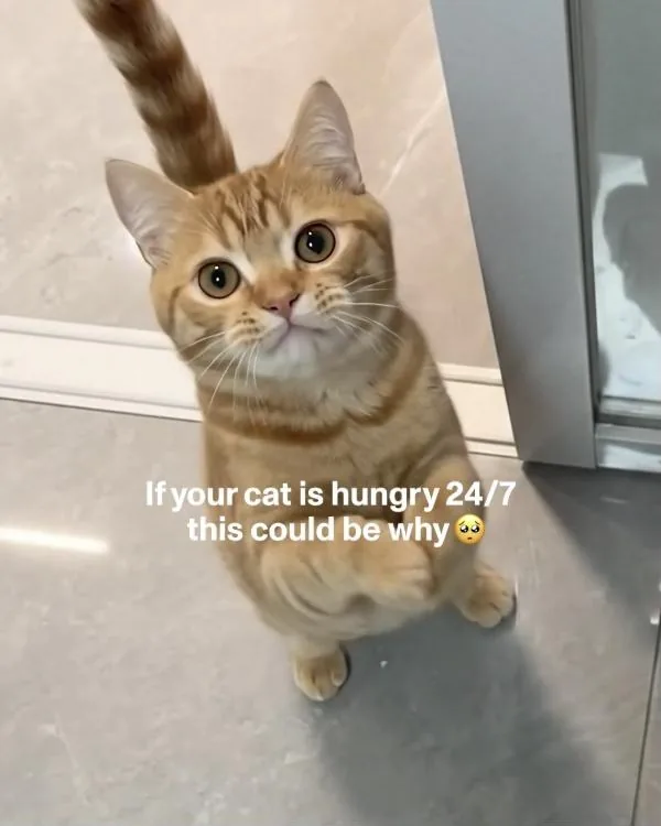 Smalls Facebook ad example — Fresh Cat Food