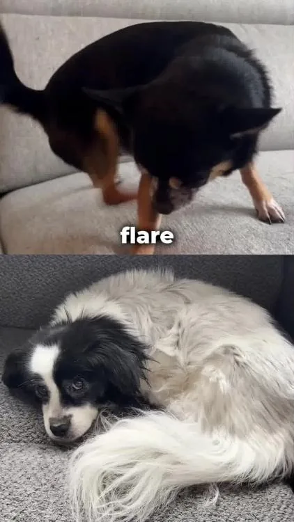 WINPRO Pet Facebook ad example — Allergy Supplement